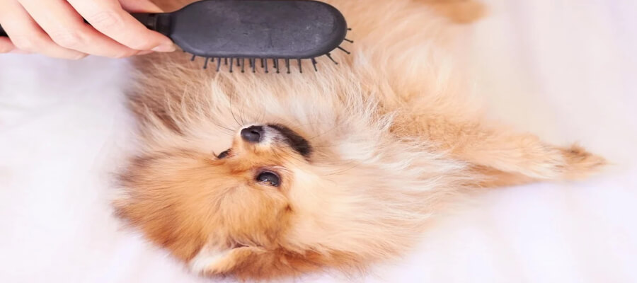 How to Remove Stubborn Tangles and Knots from Your Dog’s Fur